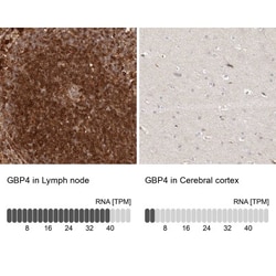 GBP4 Antibody, Novus Biologicals 0.1mL; Unlabeled:Antibodies, Polyclonal